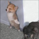 <b>이</b> <b>강아지</b>새끼 어디갔어!