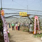 화성군 비봉 <b>현명</b>농장의 배꽃(梨花) 축제 -1