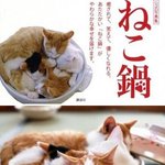 <b>냄비</b>고양이
