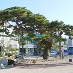 천연기념물 397호 - <b>장수</b> 장수리 의암송