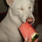 강아지 <b>수박</b>먹어요