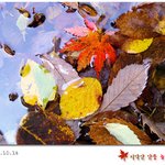 <b>물위</b>에서도 화려함으로 남은 단풍