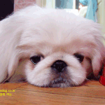 너무 <b>이</b>뿐 내<b>강아지</b>