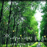 <b>숲길</b>