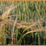 거치른 벌판으로 달려가자 (6)