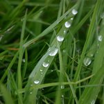 <b>green</b>... <b>green</b> (17)
