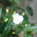 꽃이름 <b>모름</b>