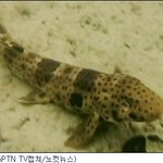 '말하는 코끼리' 이어 이번엔 '걷는 <b>상어</b>' 발견