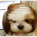 <b>강쥐</b> 헤어스탈이.....
