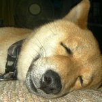 행복한 <b>꿈속</b>여행