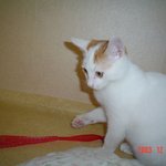 귀염둥이 <b>심바</b>를 보세요~!! ^^