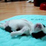 취직도 안되서리.. <b>시체</b>놀이나 해야겠쏘
