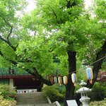 <b>천연</b>기념물 398호 - 천안 광덕사 호도나무