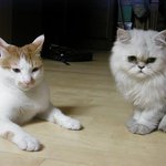 <b>호박</b>이곁엔 브랜다 아줌마가 있답니다