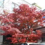 와라컴퓨터회사 내 <b>단풍</b> 2