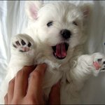 <b>아지</b>*^^*