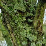 <b>green</b>... <b>green</b> (18)