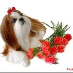 이쁜 <b>시</b><b>츄</b>사진
