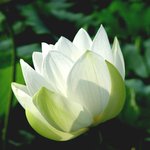 아름다운<b>연꽃</b>바다