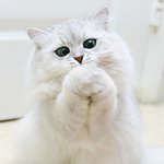 원조 장<b>화신</b>은 고양이