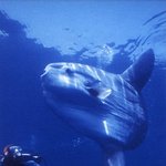 동화속에 나올&amp;#48865; 한 신기한물고기