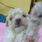 강아지 하이<b>히틀러</b>