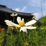 <b>호기심</b>많은 코스모스