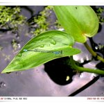 신기한 <b>곤충</b>들[1]