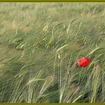 거치른 벌판으로 달려가자 (8)