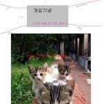 ★★고양이 <b>우동</b>가게★★