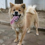 병무청의 마스코트 <b>복실</b>이~~ㅋㅋ^^; 중국집개 찡꼬!