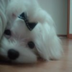 우리 <b>히루</b>