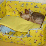 <b>울집</b> 강아지 단비3