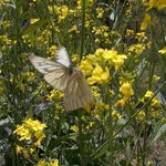 나비의<b>교미</b>