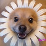 <b>사자</b>개?