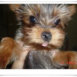 우리<b>집</b> 강아지...넘 <b>이</b>뿌죠???