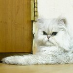 <b>자폐</b>묘 숙이 ㅡ.ㅡ