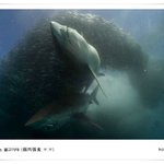 <b>상어</b> vs 물고기떼