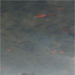 경북대-일<b>청담</b>의 금붕어