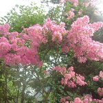 <b>과천</b> 매봉 인근에 핀 꽂들