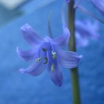 <b>blue</b>, <b>blue</b>!! (7)