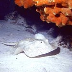 bahamas diving <b>pics</b> 30