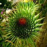 <b>green</b>... <b>green</b> (21)