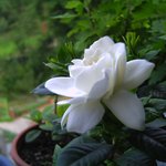 늦게 핀 치자 꽃.