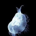 바다의 신기 <b>해파리</b>