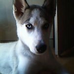 <b>백두</b>소개해요