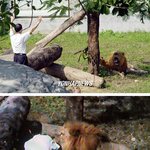사자에게 <b>전도</b>하다 팔을 물린...