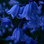 <b>blue</b>, <b>blue</b>!! (8)