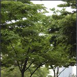 도심의 <b>쉼터</b>
