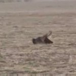 독수리로 노루사냥....<b>ee</b>